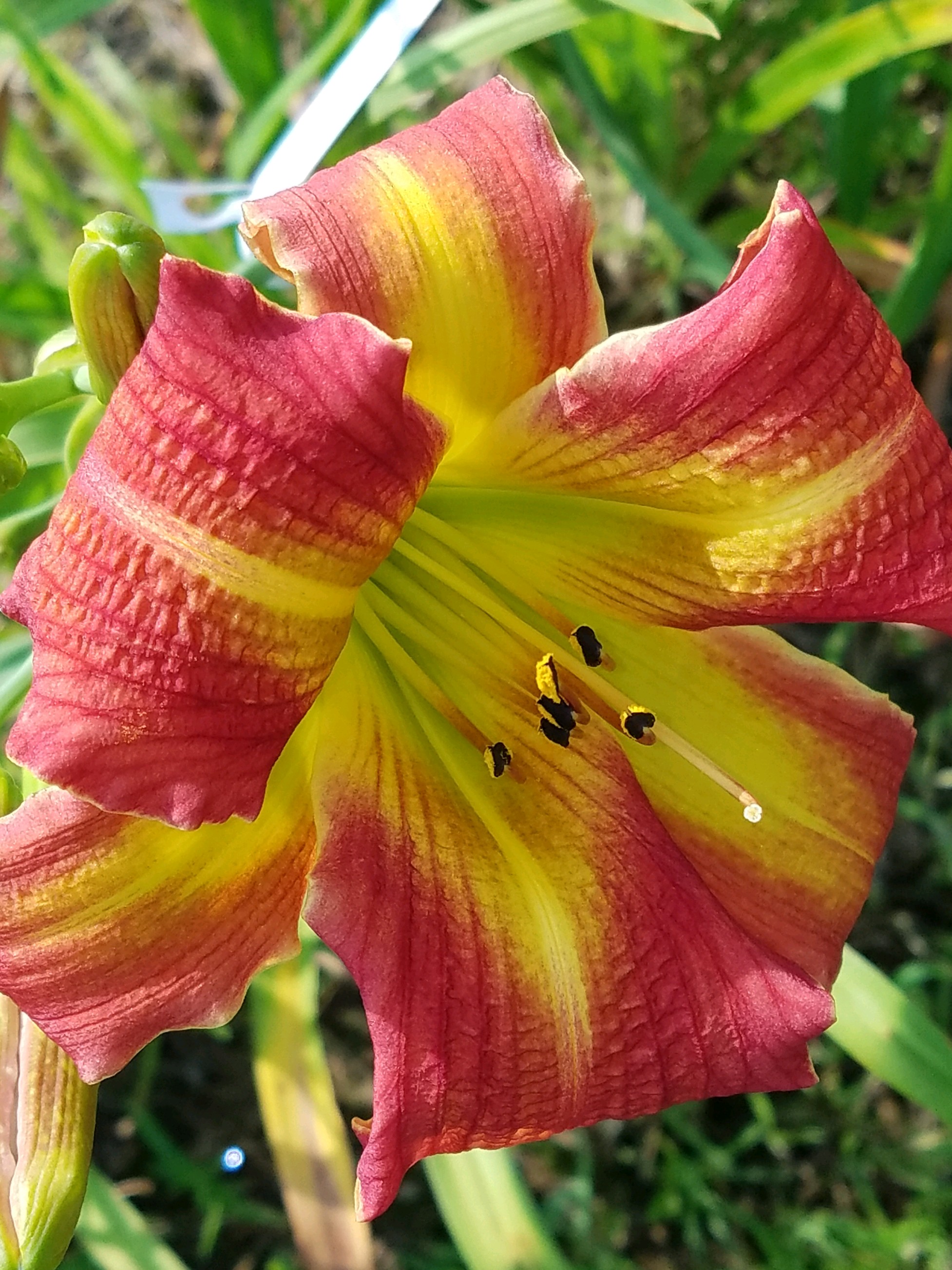 Goodlife Daylilies Hybridizer Robert Britton s Work goodlife-daylilies-hybridizer-robert-britton-s-work