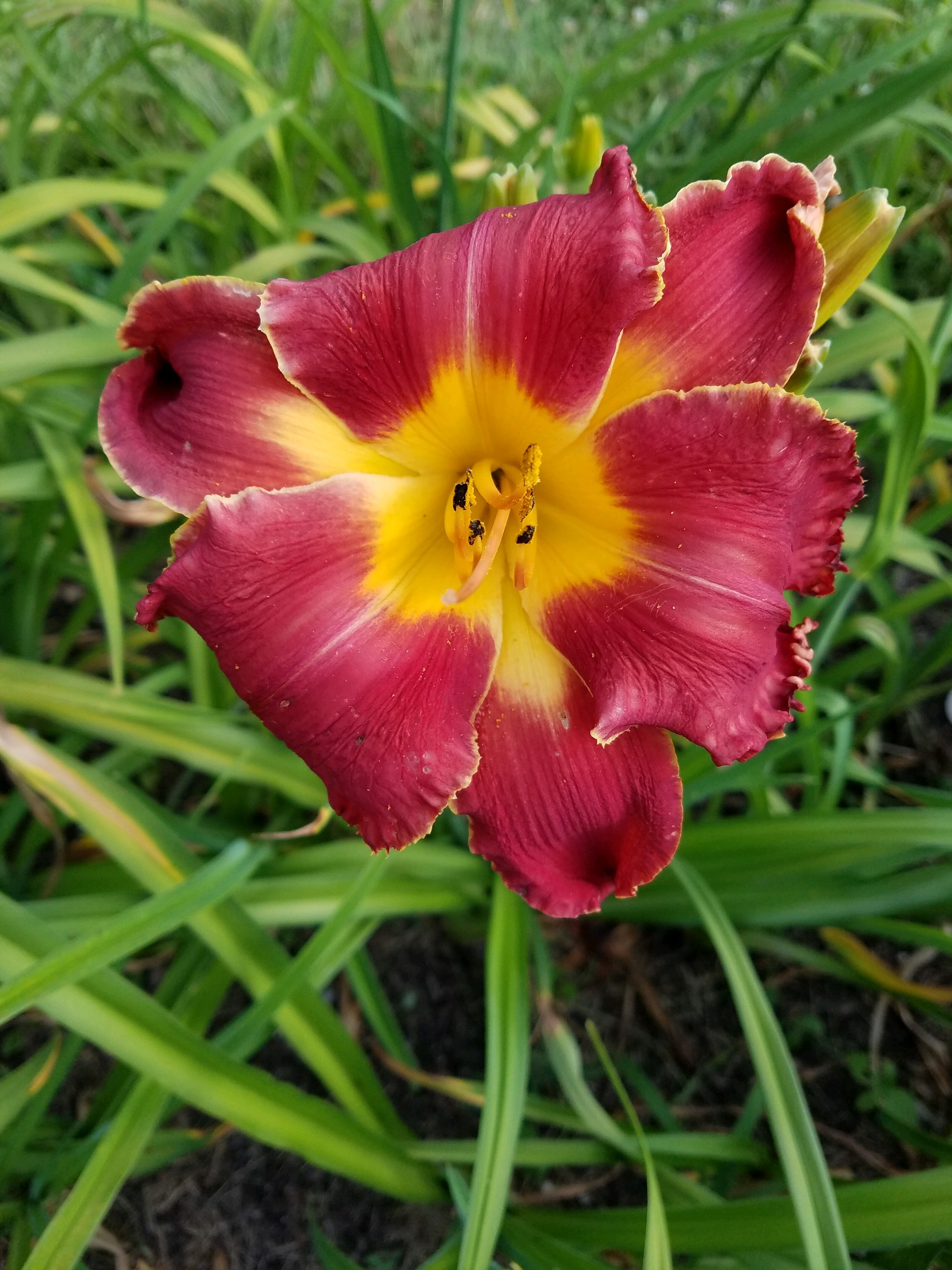 Goodlife Daylilies Hybridizer Robert Britton s Work goodlife-daylilies-hybridizer-robert-britton-s-work