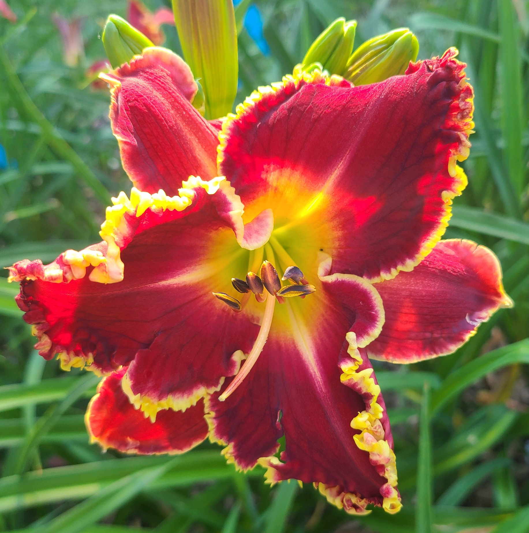 Goodlife Daylilies Hybridizer Robert Britton s Work goodlife-daylilies-hybridizer-robert-britton-s-work