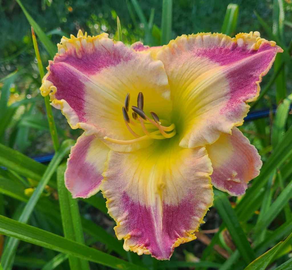 Goodlife Daylilies Hybridizer Robert Britton s Work goodlife-daylilies-hybridizer-robert-britton-s-work